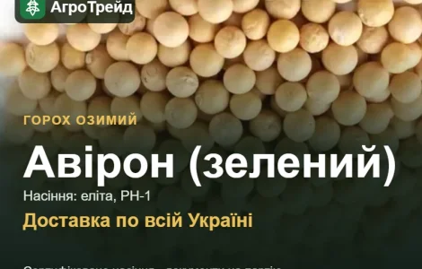 Авірон (зелёный) — озимый горох, семена