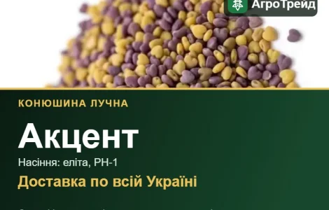 Купити насіння конюшини лучної Акцент