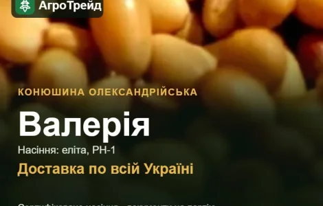 Валерія — конюшина олександрійська, насіння