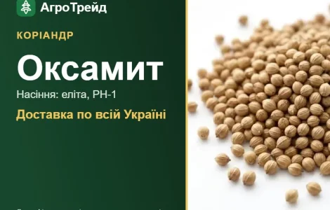 Оксамит — коріандр, насіння
