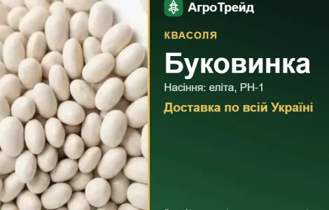 Квасоля Буковинка