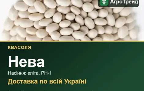 Продам семена фасоли Нева