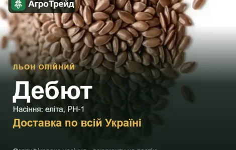 Льон олійний Дебют