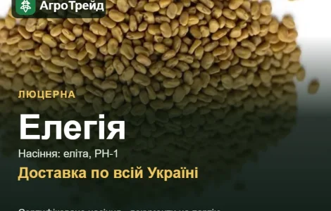 Люцерна Элегия