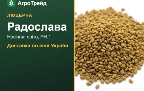 Купити насіння люцерни Радослава