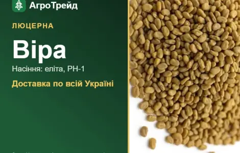 Продам насіння люцерни Віра