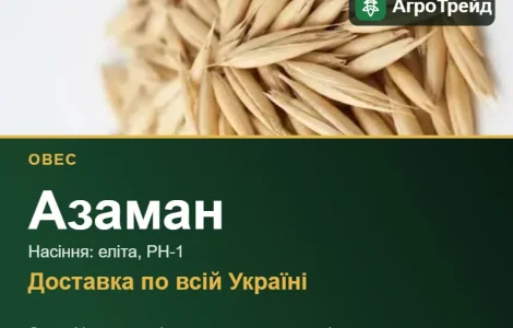 Овес Азаман