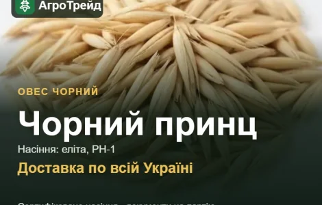 Продам насіння чорного вівса Чорний принц
