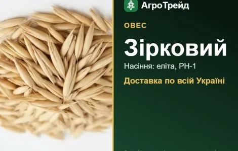 Насіння вівса Зірковий