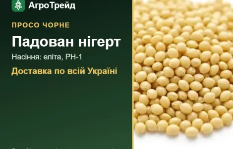 Продам насіння чорного проса Падован нігерт