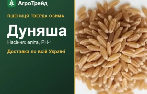 Насіння твердої озимої пшениці Дуняша