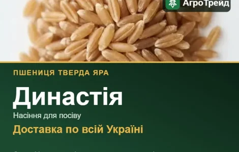 Династія — пшениця тверда яра, насіння