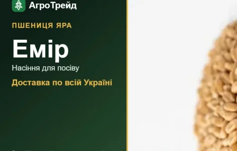 Продам насіння ярої пшениці Емір