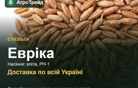 Продам насіння спельти Евріка
