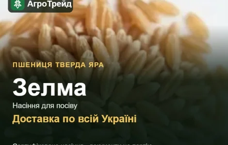 Зелма — пшениця тверда яра, насіння