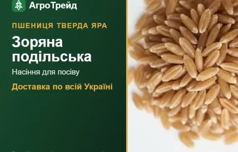 Насіння твердої ярої пшениці Зоряна подільська