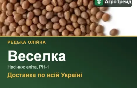 Веселка — редька олійна, насіння