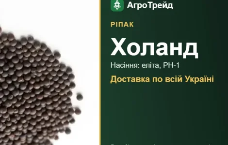 Холанд — ріпак, насіння