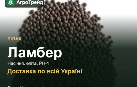 Купити насіння ріпаку Ламбер