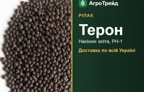 Ріпак Терон — насіння