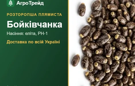 Розторопша плямиста Бойківчанка