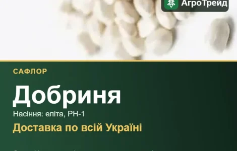 Купити насіння сафлору Добриня
