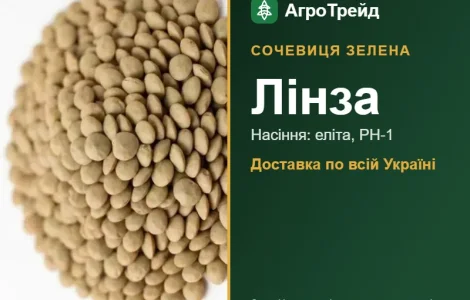 Линза — зеленая чечевица, семена