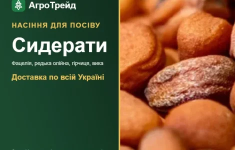 Продам сидерати: фацелія, редька, гірчиця