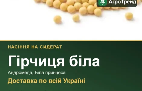 Гірчиця біла на сидерат — насіння