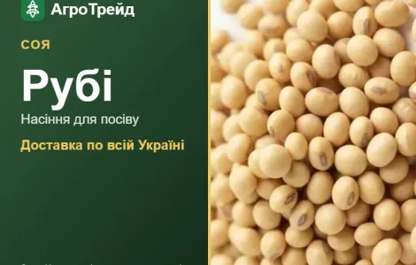 Рубі — соя, насіння