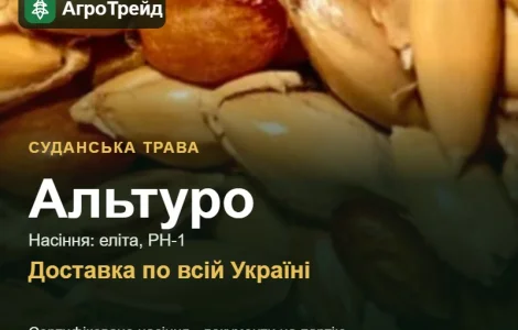 Продам семена суданской травы Альтуро