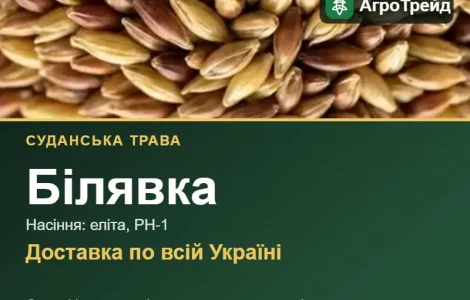 Білявка — суданська трава, насіння