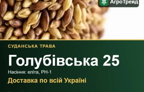 Насіння суданської трави Голубівська 25