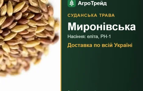 Мироновская — суданская трава, семена
