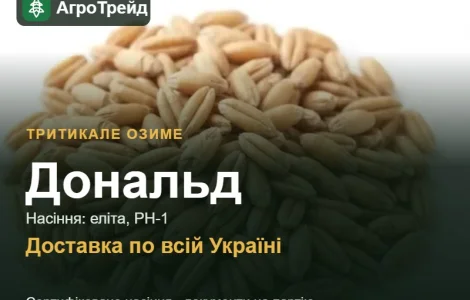 Тритикале озиме Дональд — насіння