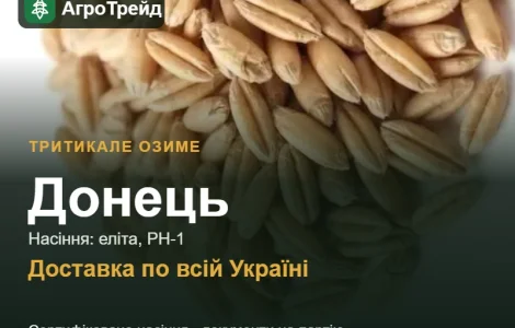 Тритикале озиме Донець — насіння