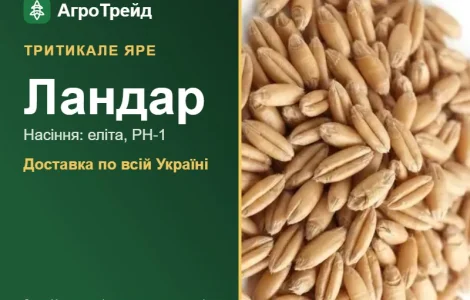 Тритикале яре Ландар — насіння