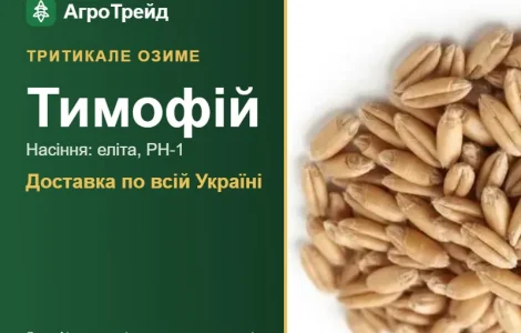 Купить семена озимой тритикале Тимофей