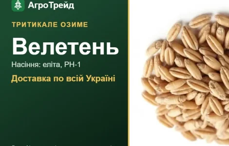 Тритикале озиме Велетень