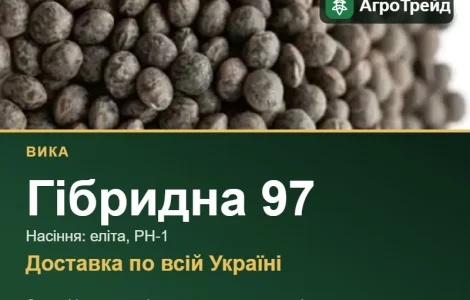 Насіння вики Гібридна 97