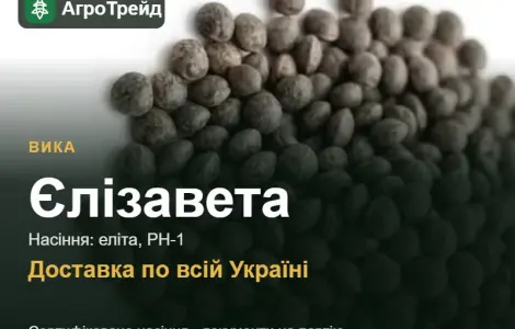 Купить семена вики Елизавета