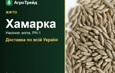 Продам семена ржи Хамарка
