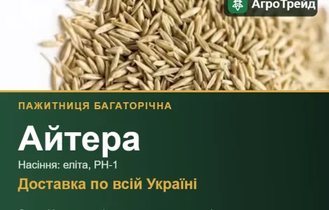 Пажитница многолетняя Айтера