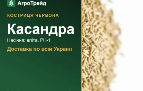 Купити насіння костриці червоної Касандра
