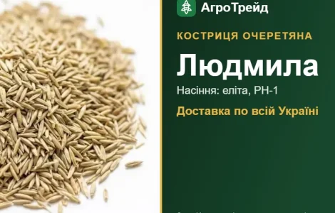 Купить семена кострицы очеретяной Людмила