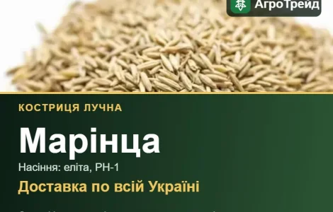 Кострица луговая Маринца — семена