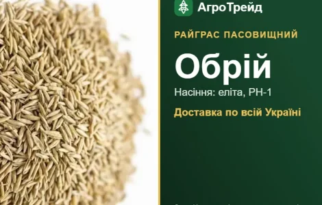 Райграс пасовищний Обрій — насіння
