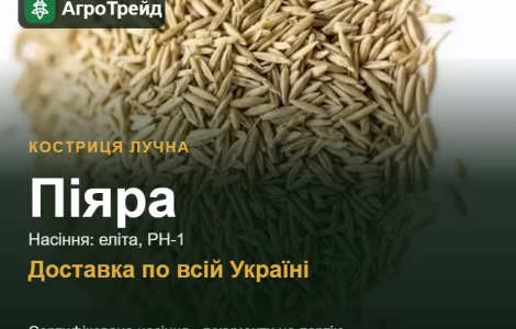 Купить семена кострицы луговой Пияра