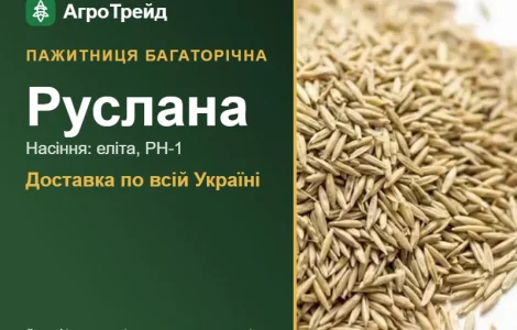 Руслана — пажитниця багаторічна, насіння