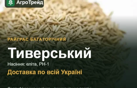 Купити насіння райграсу багаторічного Тиверський